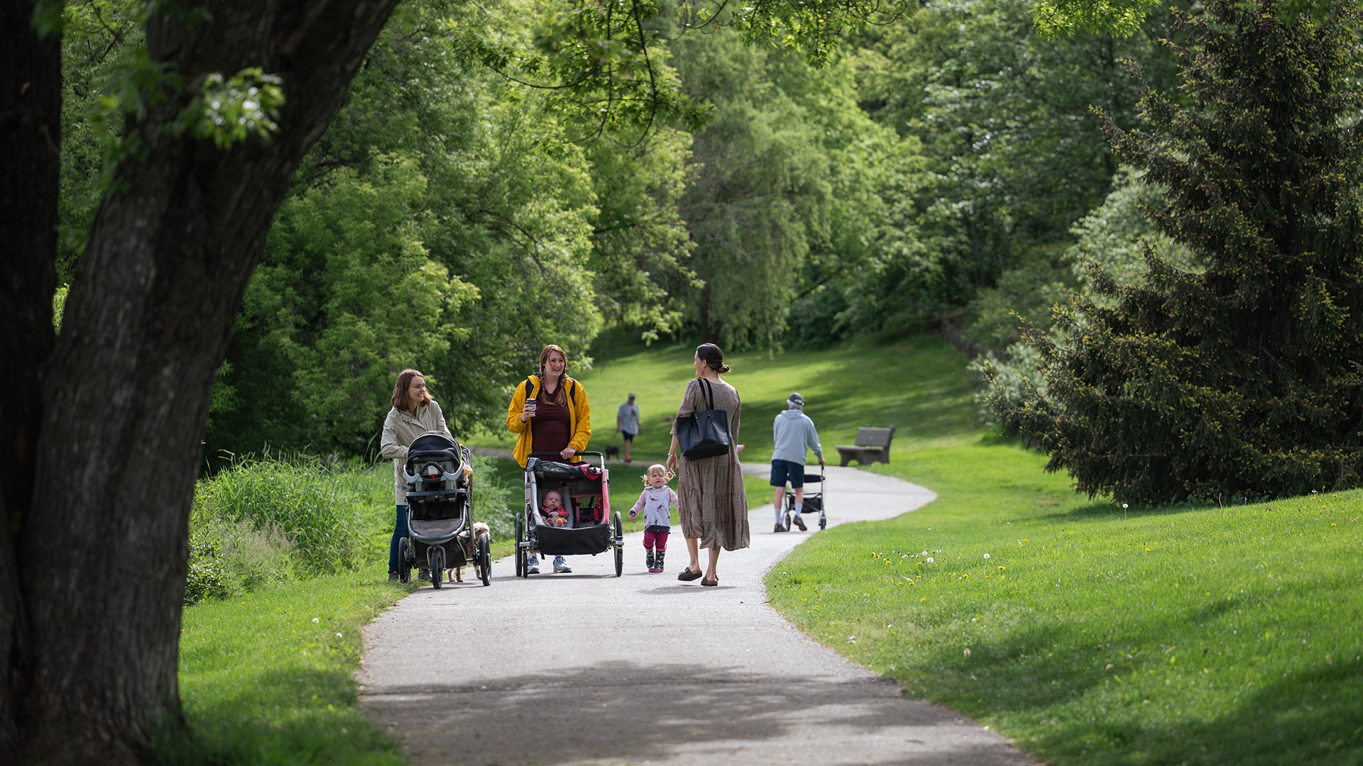 A dog-friendly forest trail